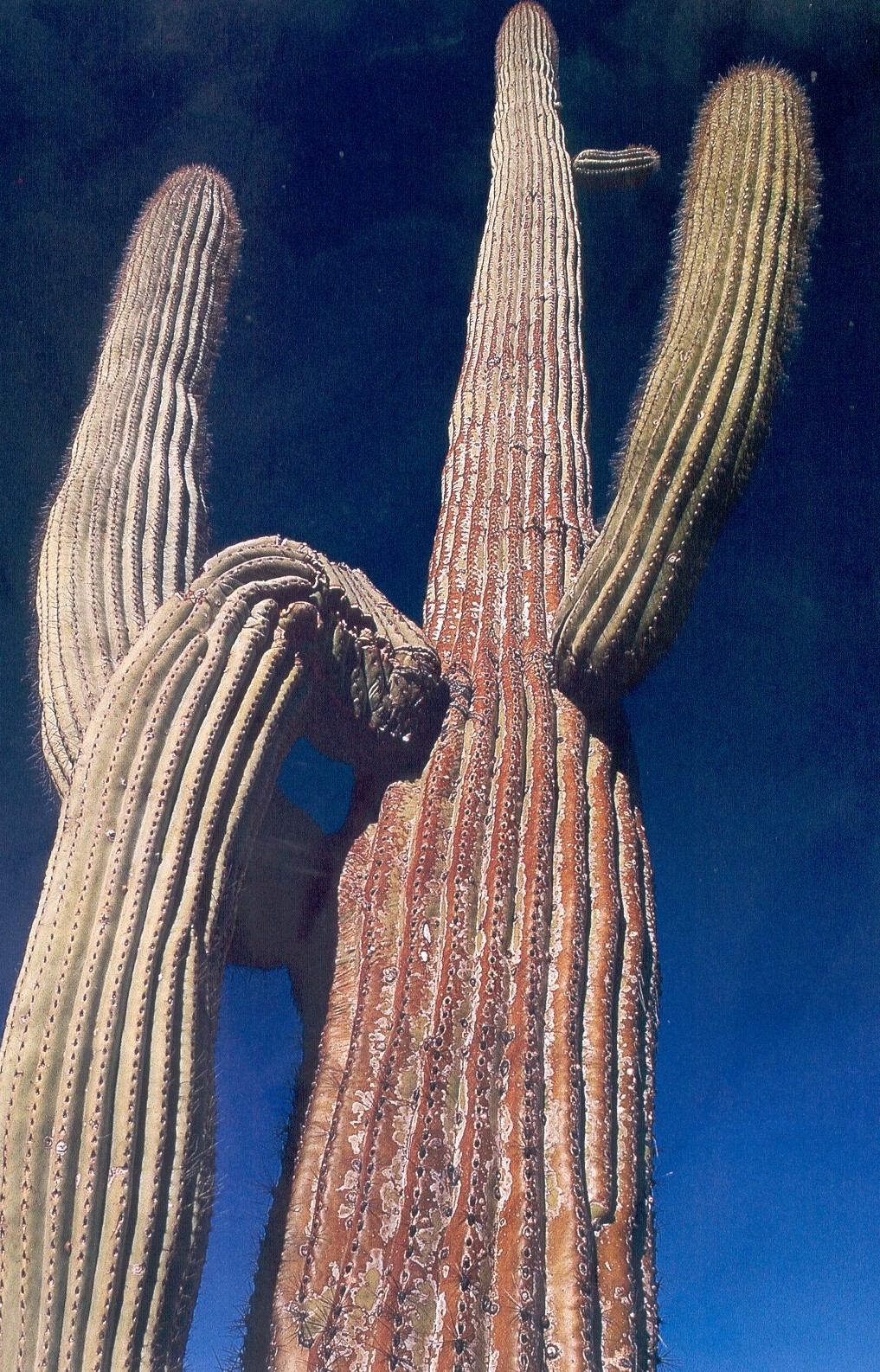 cactus.jpg